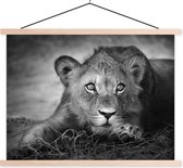 Porte-affiche avec affiche - Affiche scolaire - Animaux sauvages - Lion - Nature - Zwart - Wit - 120x90 cm - Lattes vierges