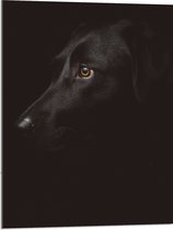 WallClassics - Acrylglas - Zwarte Artistieke Hond - 60x80 cm Foto op Acrylglas (Wanddecoratie op Acrylaat)