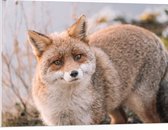 WallClassics - Plaque de Mousse PVC - Renard Curieux - 100x75 cm Photo sur Plaque de Mousse PVC