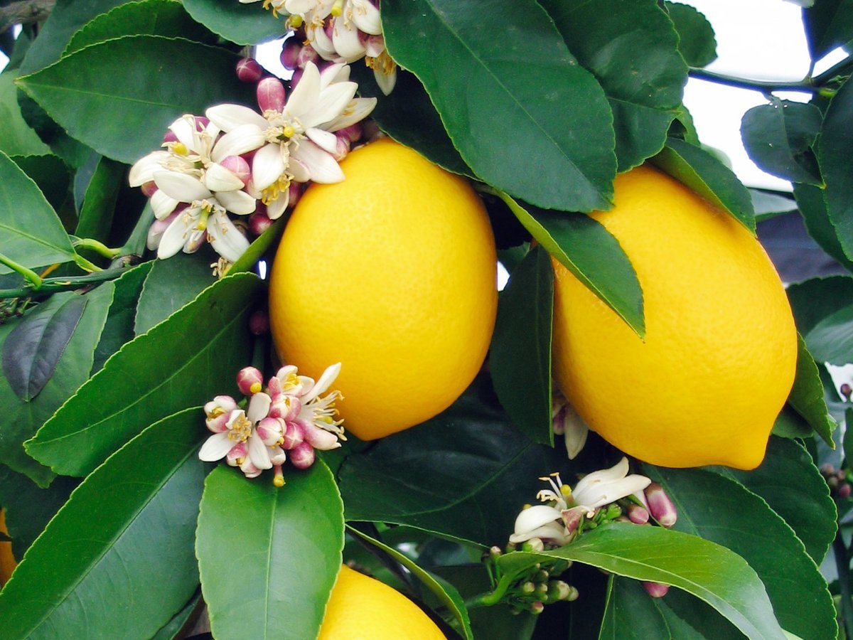 Garden Select Set de 3 Citronniers Citrus Limon 