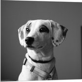 WallClassics - Verre acrylique - Chien Whippet Zwart et Wit - Photo 80 x 80 cm sur verre acrylique (avec système de suspension)