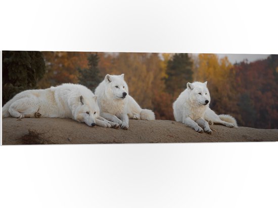 PVC Schuimplaat- Drie Witte Wolven Liggend op Heuvel in Bos met Verschillende Kleuren Bomen - 120x40 cm Foto op PVC Schuimplaat