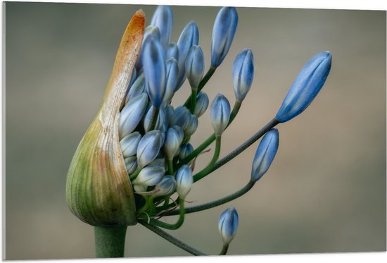 Acrylglas - Blauwe Bloemen Groeiend uit Plant - 105x70 cm Foto op Acrylglas (Wanddecoratie op Acrylaat)