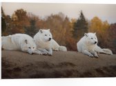 PVC Schuimplaat- Drie Witte Wolven Liggend op Heuvel in Bos met Verschillende Kleuren Bomen - 75x50 cm Foto op PVC Schuimplaat