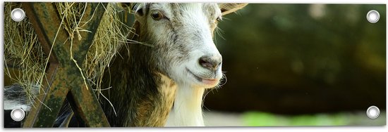 WallClassics - Tuinposter – Geit met Lange Sik van achter Hooibak - 60x20 cm Foto op Tuinposter (wanddecoratie voor buiten en binnen)