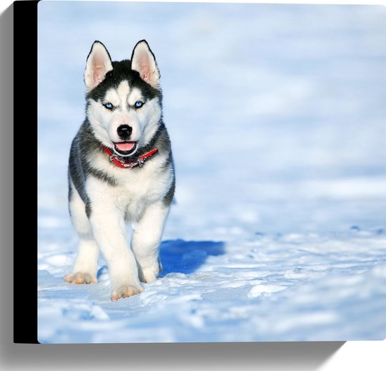 WallClassics - Canvas - Husky Puppy Rennend door de Sneeuw - 30x30 cm Foto op Canvas Schilderij (Wanddecoratie op Canvas)