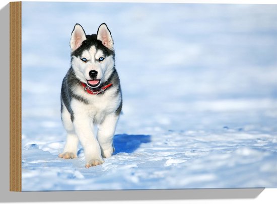 WallClassics - Hout - Husky Puppy Rennend door de Sneeuw - 40x30 cm - 9 mm dik - Foto op Hout (Met Ophangsysteem)