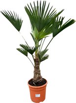 Tropictrees - Palmboom - Trachycarpus Wagnerianus - Plant - Winterhard - Pot ⌀ 32cm - Hoogte ca. 90cm