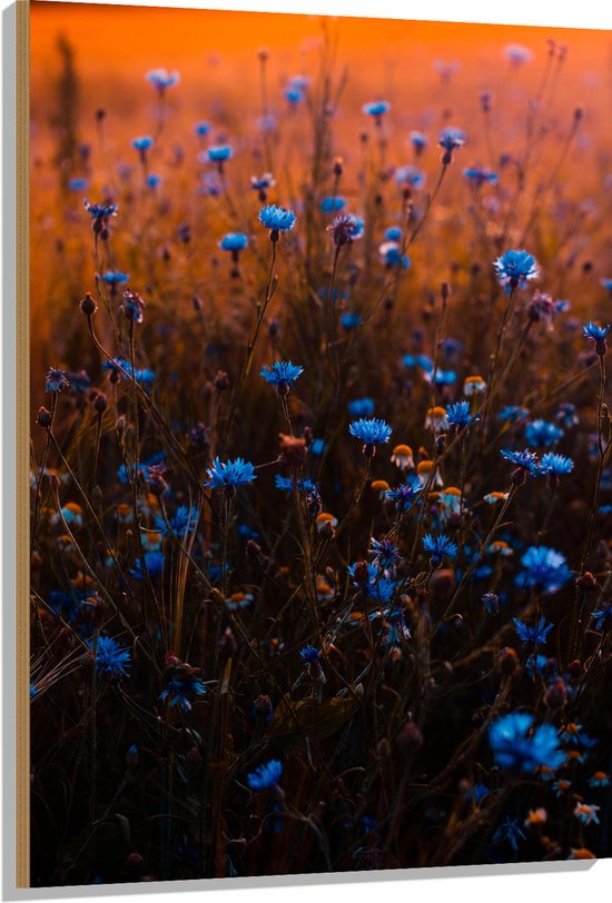 Hout - Blauw Bloemenveld onder Oranje Kleurige Lucht - 80x120 cm - 9 mm dik - Foto op Hout (Met Ophangsysteem)