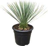 Yucca Rostrata - 50cm - Palmlelie