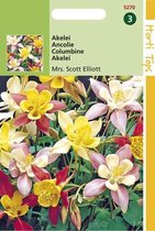 Graine de fleur de Columbine - Mme Scott Elliott