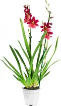 Orchidee van Botanicly – Cambria Orchidee – Hoogte: 60 cm, 2 takken, rode bloemen – Cambria Burrageara Nelly Isler