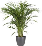 Kamerplant van Botanicly – Goudpalm incl. sierpot antraciet als set – Hoogte: 90 cm – Areca dypsis lutescens