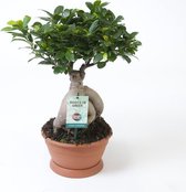 Kamerplant van Botanicly – Chinese vijg – Hoogte: 50 cm – Ficus Gin Seng