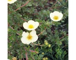 Potentilla Fruticosa 'Primrose Beauty - Ganzerik|Vijfvingerkruid 25-30 cm in pot