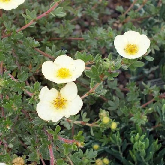 Potentilla Fruticosa 'Primrose Beauty' - Ganzerik|Vijfvingerkruid - 25-30 cm in pot: Struik met lichtgele bloemen, ideaal voor zonnige plekken.
