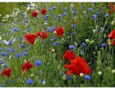 Veldbloemen zaad - Old Dutch meerjarig 100 gram - 50 m2 - klaproos - korenbloem - margriet - echte kamille - bijen - vlinders