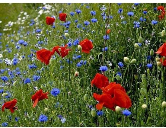 Veldbloemen zaad - Old Dutch meerjarig 100 gram - 50 m2 - klaproos - korenbloem - margriet - echte kamille - bijen - vlinders
