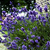 Lavendel zaden biologisch (Lavendula angustifolia) 0.1 g