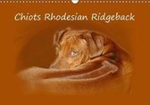 van Wyk - www. germanpix. net, A: Chiots Rhodesian Ridgeback