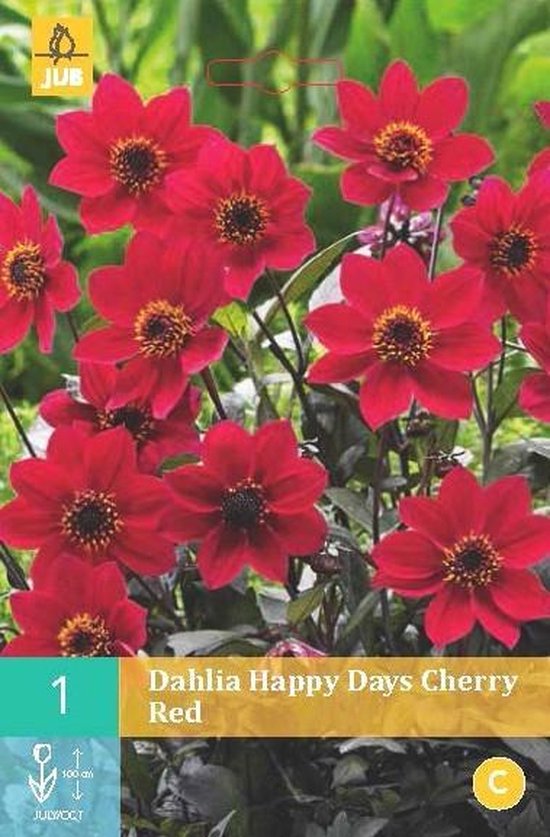 Dahlia Happy Days Cherry Red 6 sets