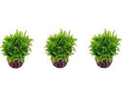 Levende aquariumplant pogostemon helferi 5cm pot per 3 stuks