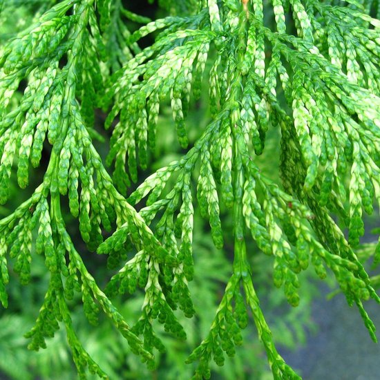 Thuja Plicata 'Zebrina' - Thuya gant de Californie 80-100 cm en motte | bol