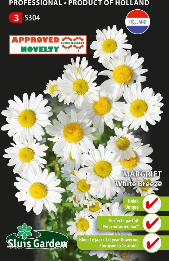 Sluis Garden - Margriet White Breeze (Chrysanthemum)