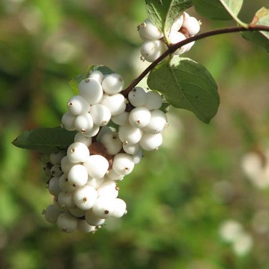 Symphoricarpos D. 'White Hedge' - Symphorine 'White Edge' 50-60 cm pot