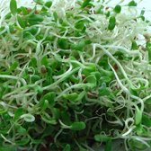 Alfalfa kiemzaden biologisch (Medicago sativa) 25 g