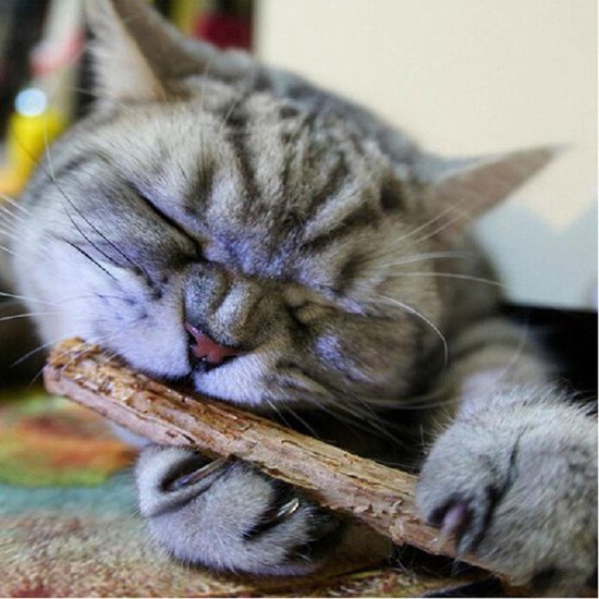 Collations pour chats - [5 pièces] - Cataire - Bâtonnets de matatabi |  bol.com