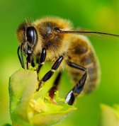 Les chasseurs d'abeilles