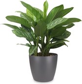 Kamerplant van Botanicly – Aglaonema incl. sierpot antraciet als set – Hoogte: 70 cm