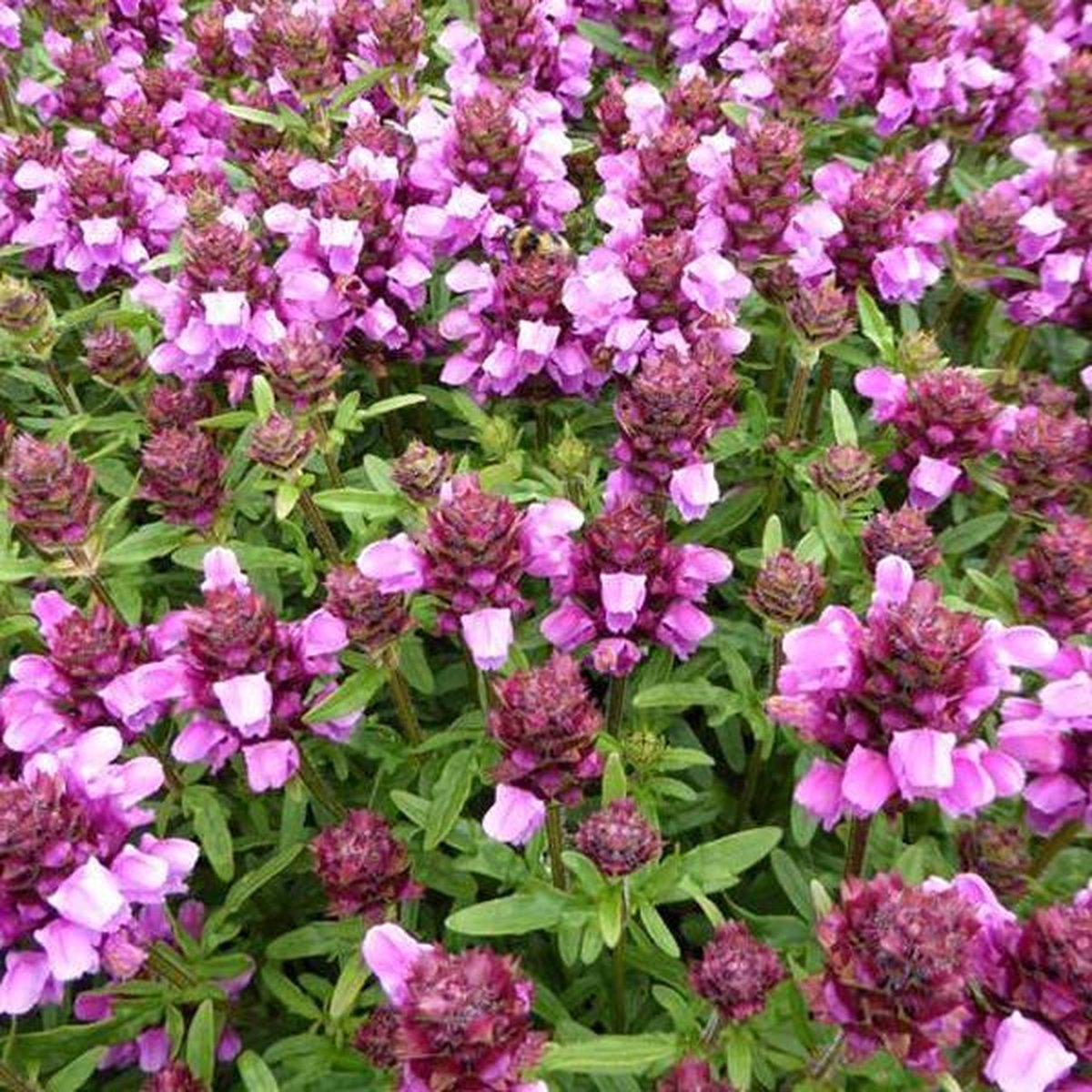 6 x Prunella Webbiana 'Rosea' - Brunel pot 9x9cm