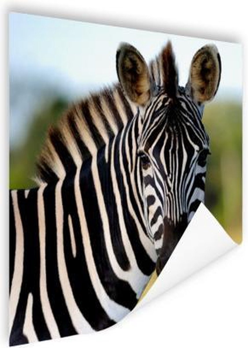 Poster Close-up zebra - 50x50 cm