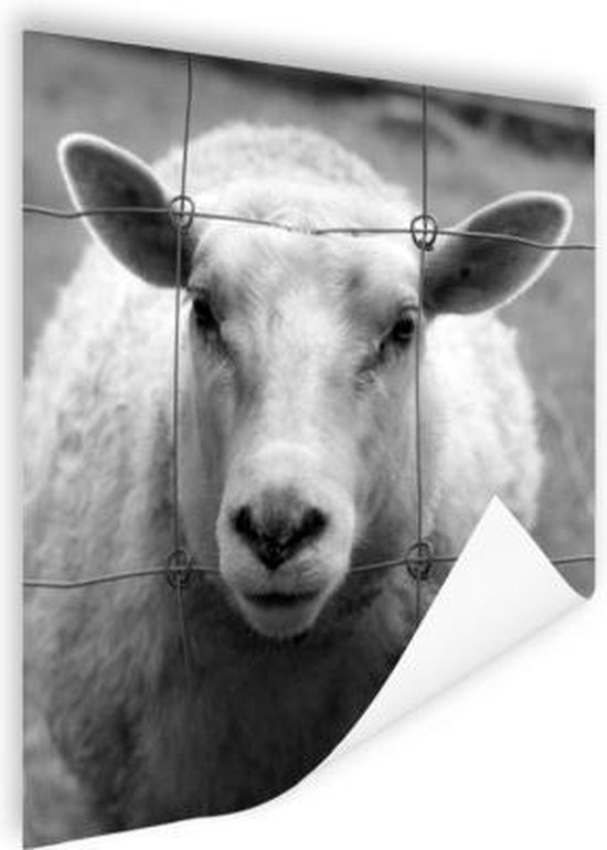 Poster Mouton noir et blanc 50x50 cm - Tirage photo sur Poster (décoration murale salon / chambre) / Poster Animaux
