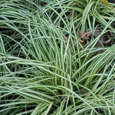 6 x Carex Ornithopoda 'Variegata' - Vogelzegge pot 9 x 9 cm - Delicate Schoonheid in de Halfschaduw