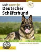 Mein gesunder Deutscher Schäferhund