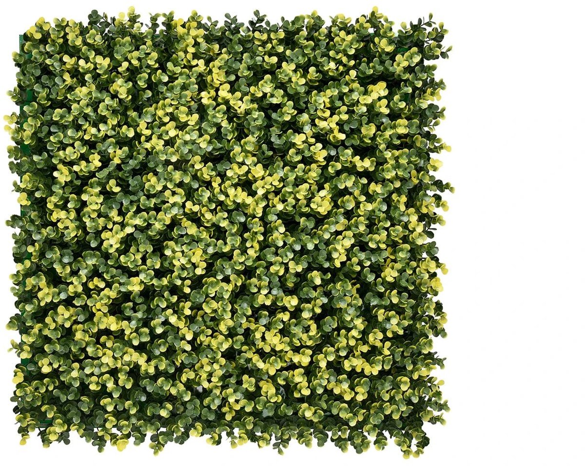 Lina Buxus