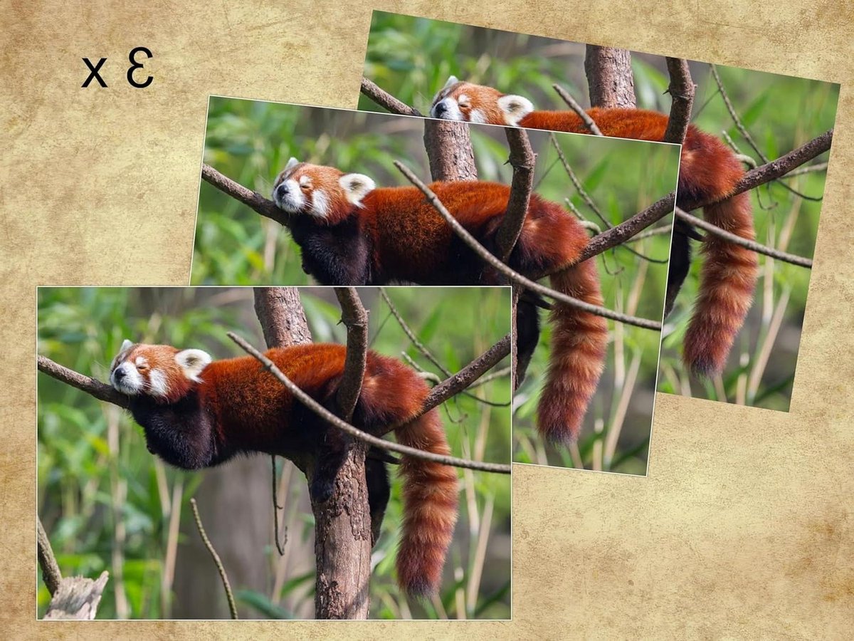 Ansichtkaarten Rode Panda - Dierenkaarten Kattenbeer - Verstuur Brieven - Briljante Fotoprint - DIN A6 - Rood