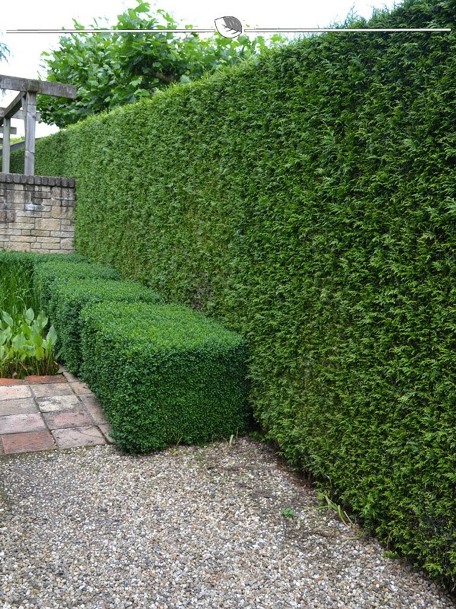 Levensboom Thuja plicata Martin 180-200 cm, 12x Haagplant