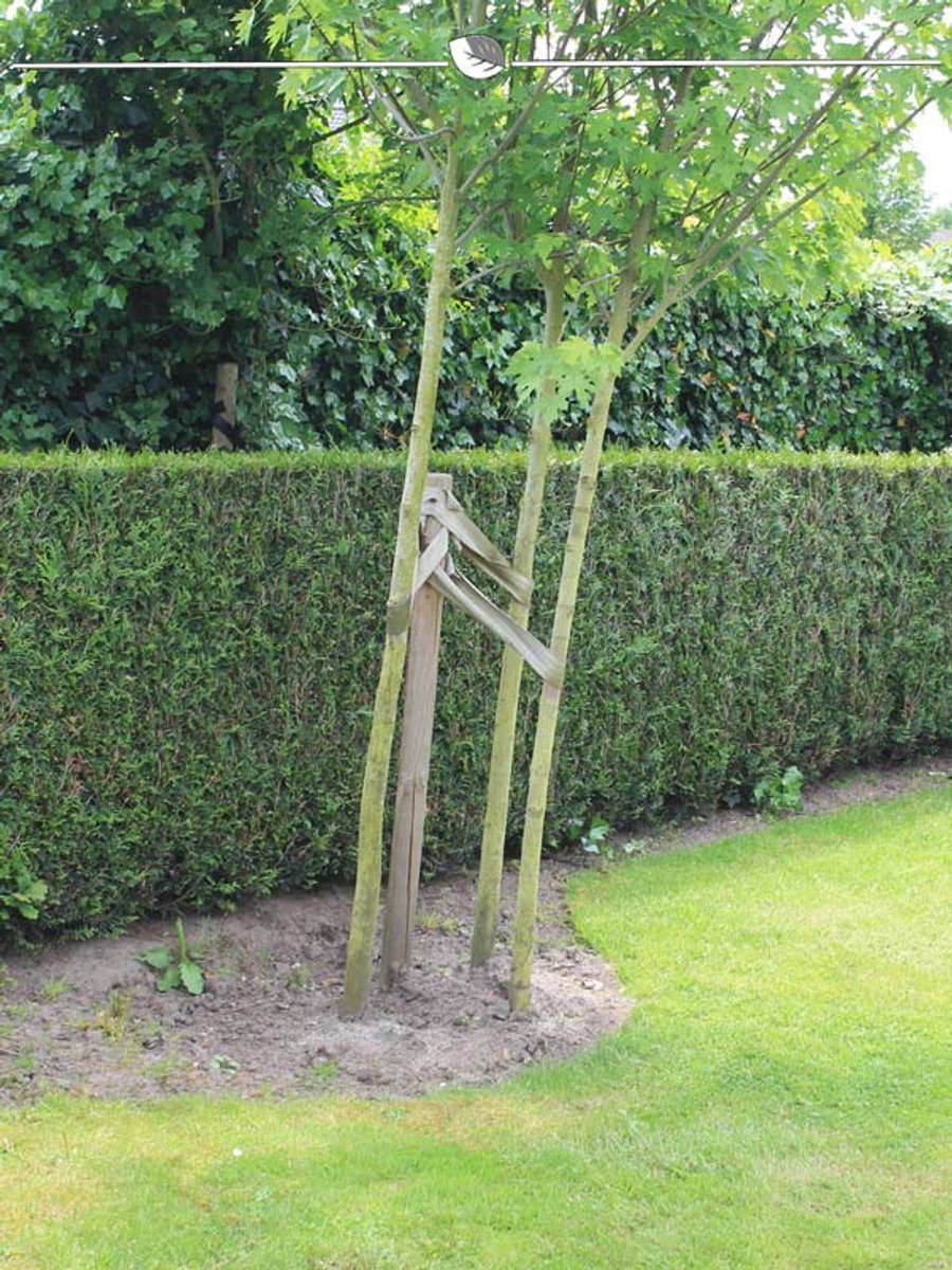Levensboom Thuja plicata Martin 60-80 cm, 18x Haagplant