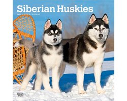 Siberian Husky Kalender 2027