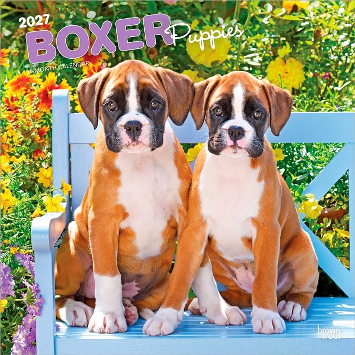 Boxer Puppies Kalender 2027