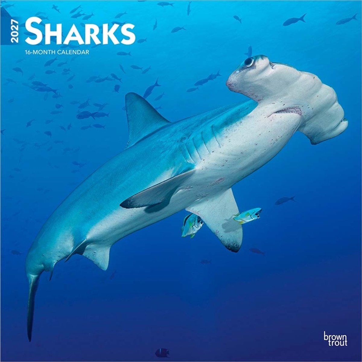Haaien - Sharks Kalender 2027