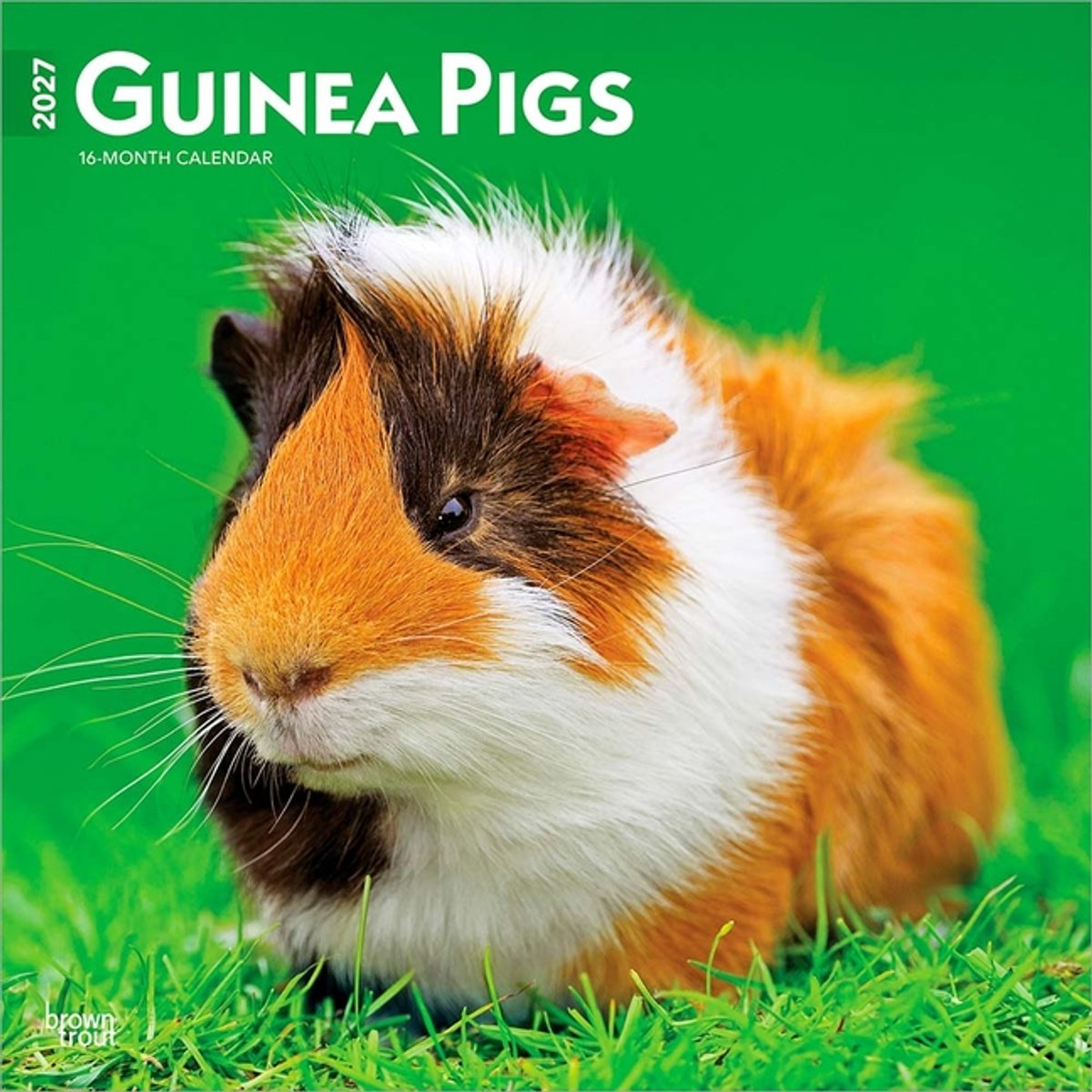 Cavia Kalender 2027