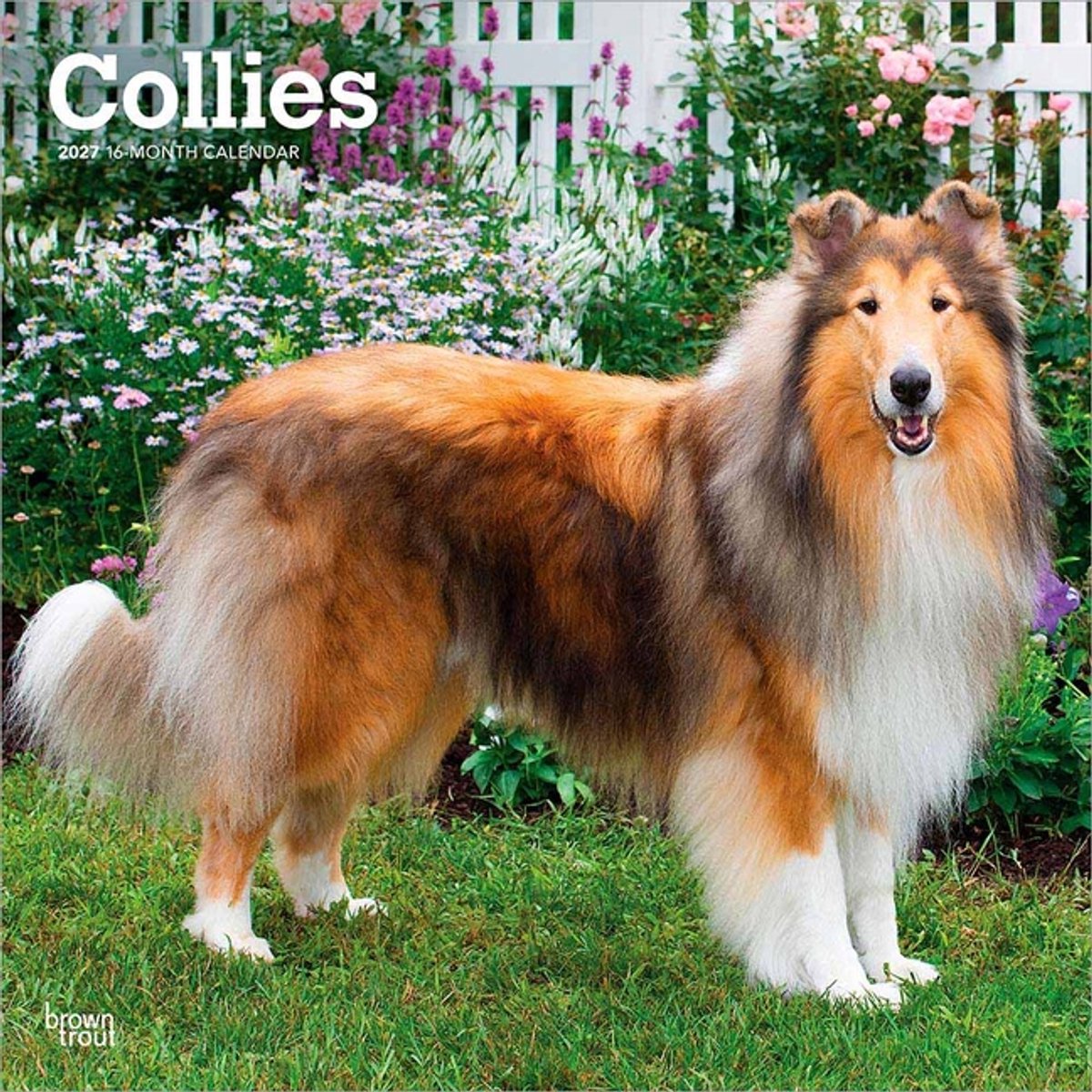 Schotse Herder / Collie Kalender 2027