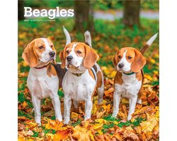 Beagle Kalender 2027