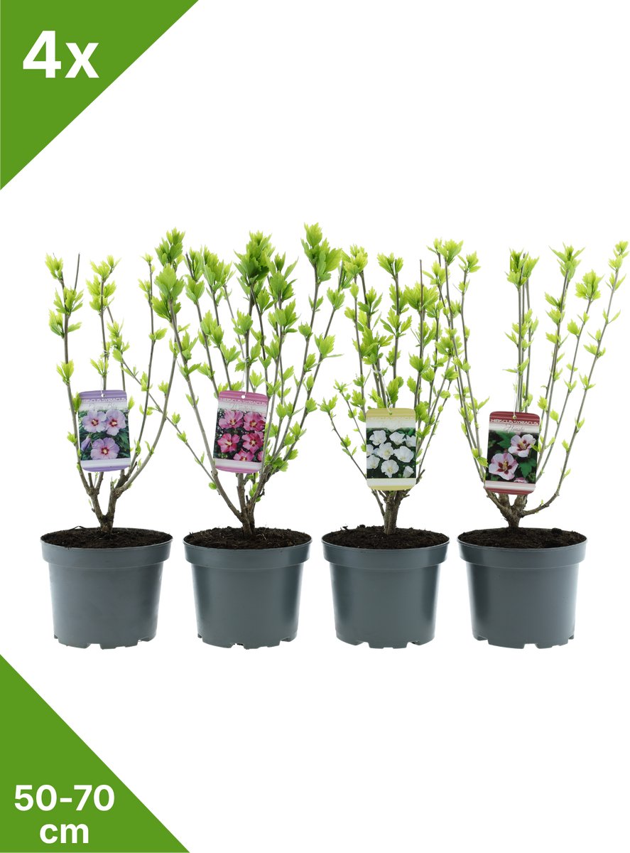 GARDENZO - Hibiscus syr. Mix in 3 liter pot - 50-70 cm mix set van 4