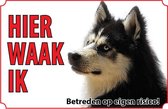 Bord - Hond-Siberische-husky